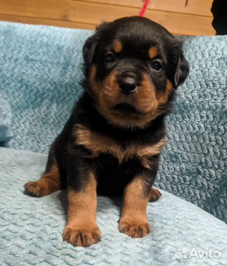 Щенки ротвейлера