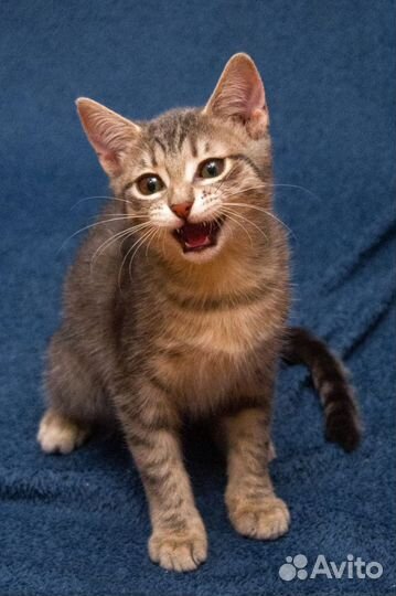 Стесняшка Фогги ищет семью, котёнок