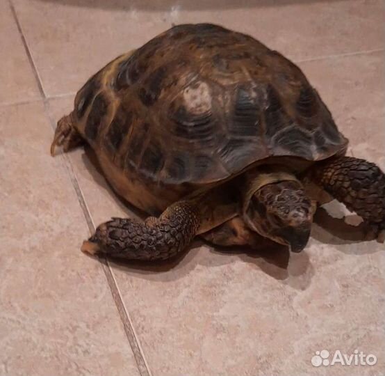 Черепаха сухопутная бесплатно