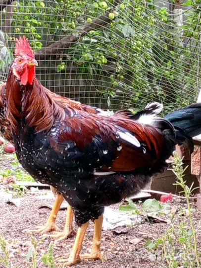 Петух доминант