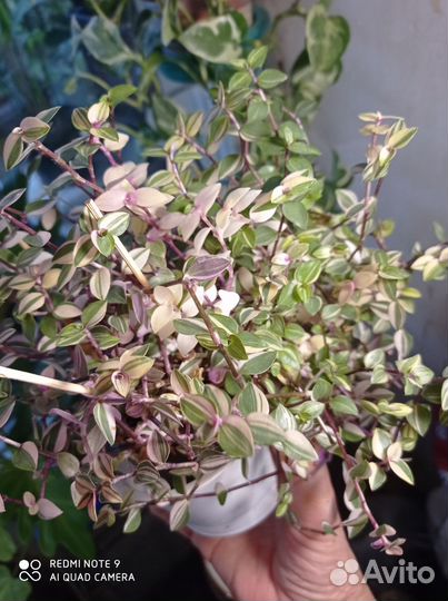 Комнатные растения неприхотливые