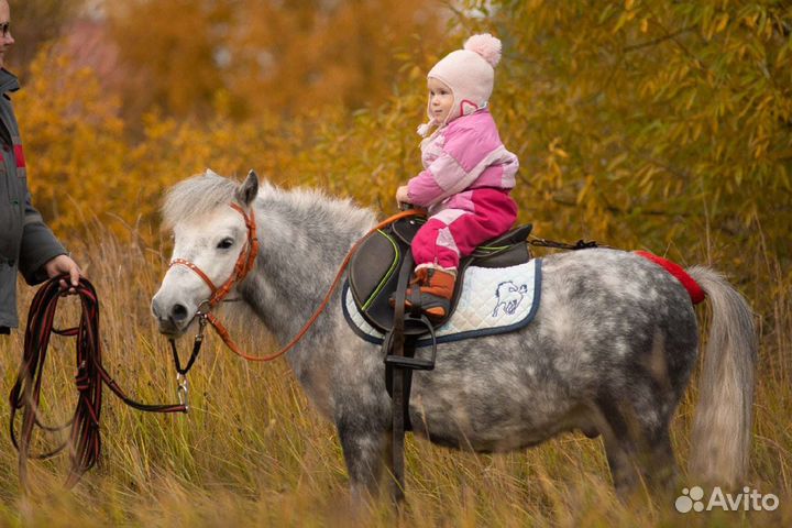 Лошадка и пони на праздник