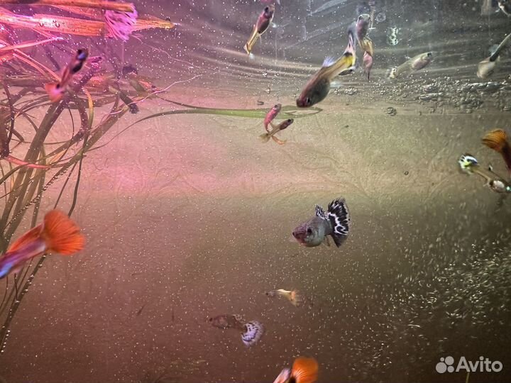Аквариумные рыбки Гуппи