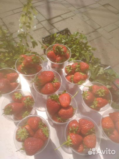 Рассада клубники голландского сорта