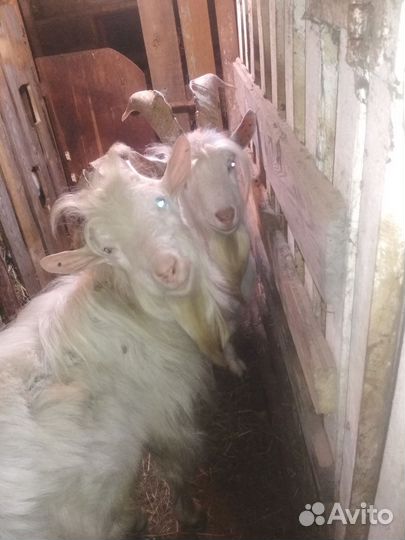 Козлы 2 года