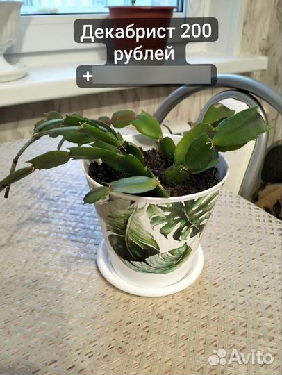 Комнатные растения цветы