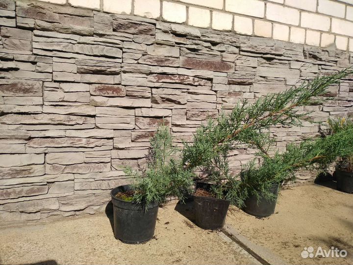 Можжевельник