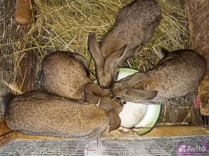 Крольчата4 месячные