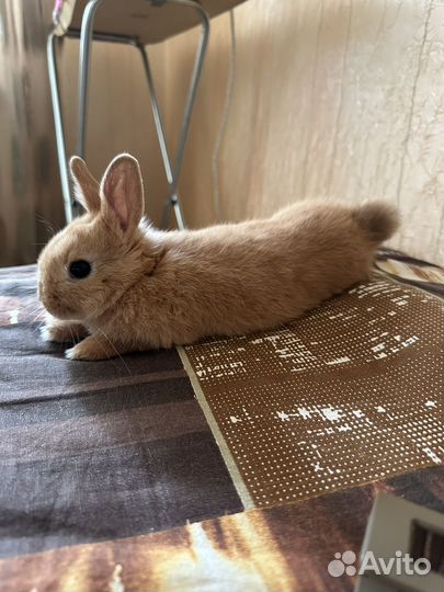 Вязка кролика