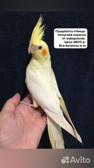 Попугай корелла птенец
