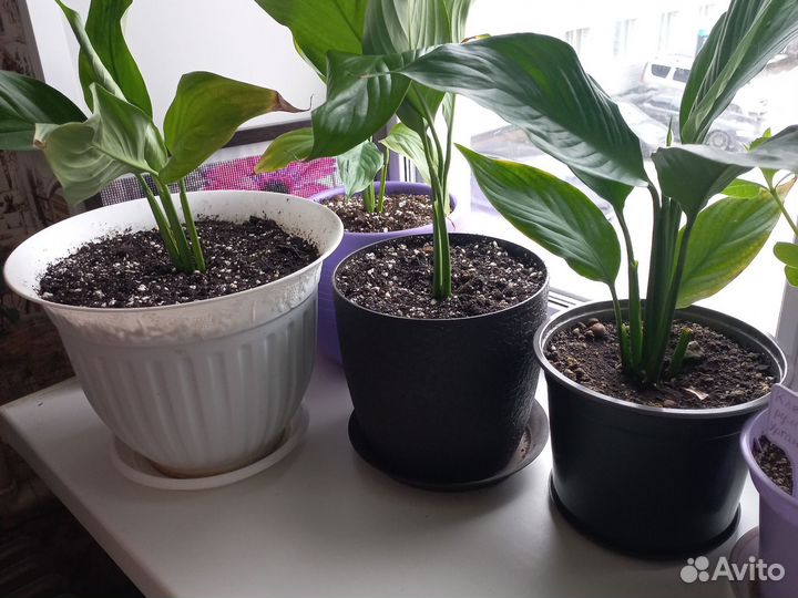 Спатифиллум