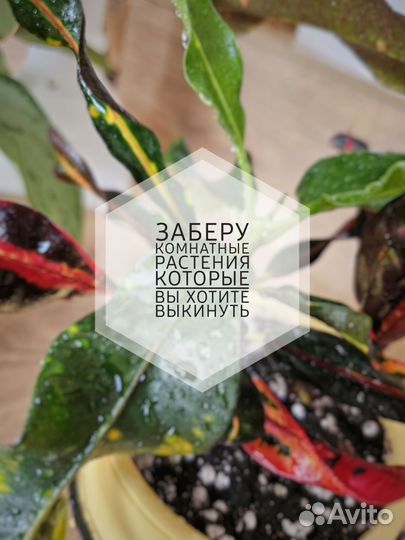 Заберу комнатные растения
