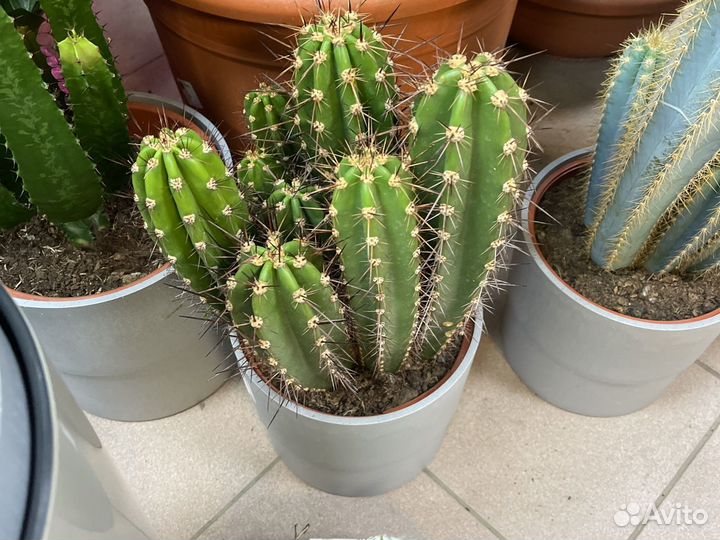 Кактус крупный