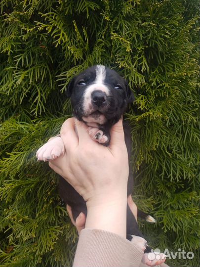 Щенки Питбуль-Прайтер