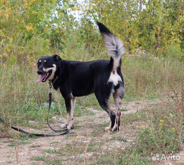 Собака Лесси