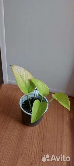 Эпипремнум голден потос