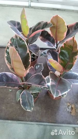 Фикус эластика Белиз