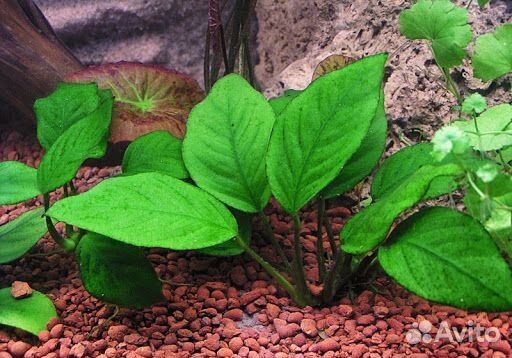 Анубиас. Жестколистные растения. Все для аквариума