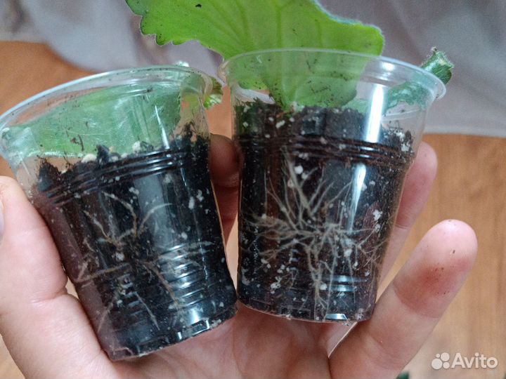 Фиалки сортовые укорененные листы