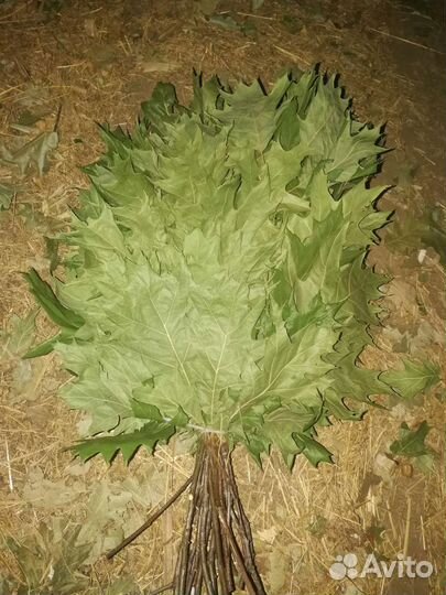 Веники для бани