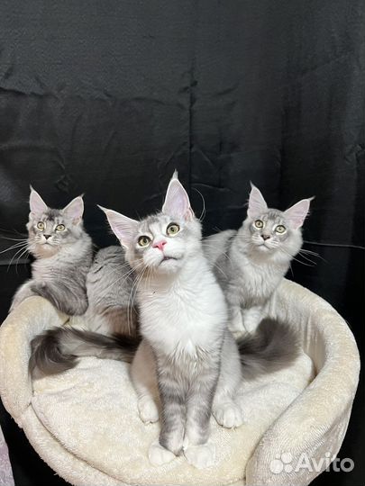 Котята Мейн-Куны Черные Тикированные на Серебре