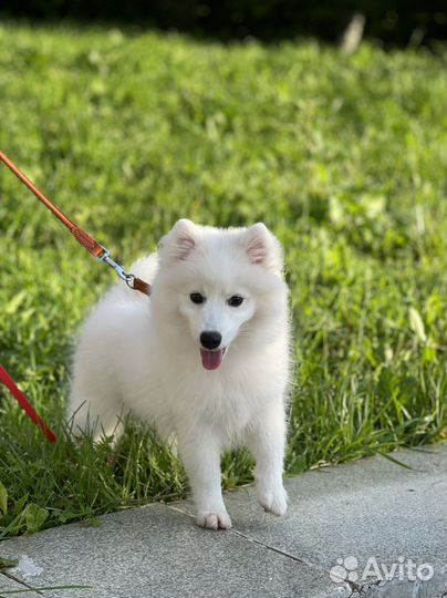 Щенки Японского шпица