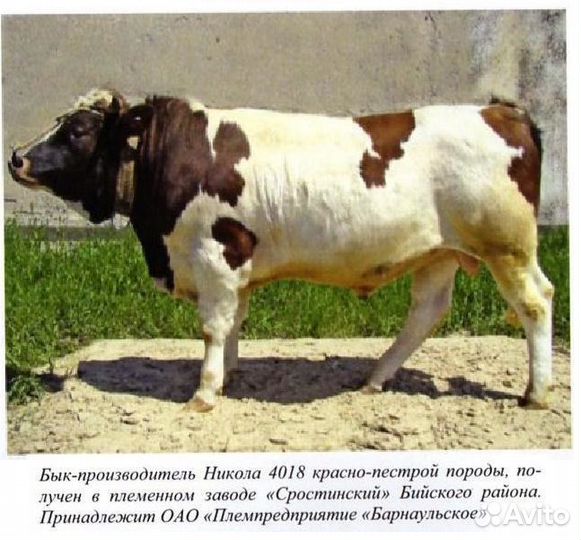Осеменение коров и нетелей