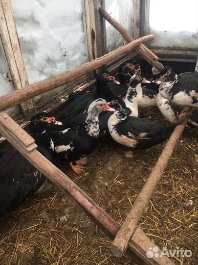 Индюки(читайте описание)