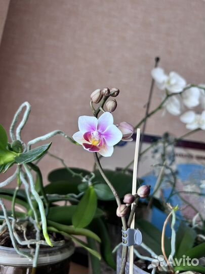 Орхидея фаленопсис