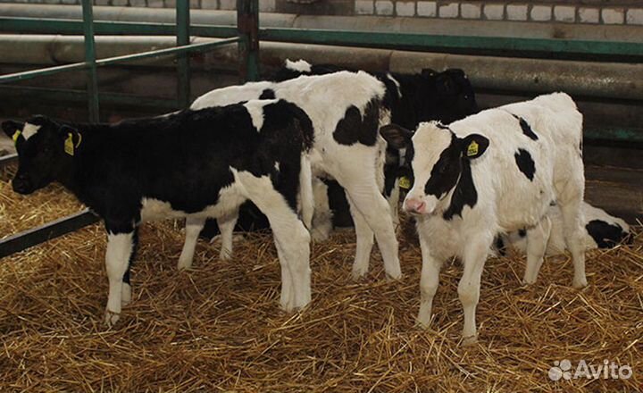 Продажа телят в Крыму