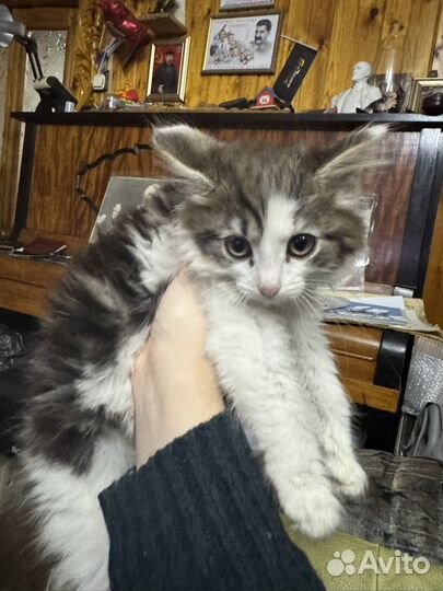 Кот в добрые руки бесплатно