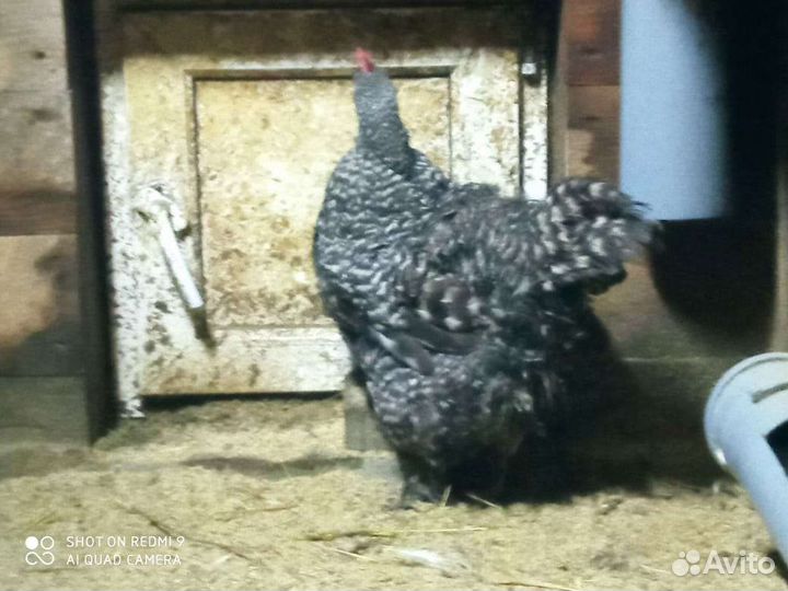 Инкубационное яйцо мехеленской кукушки