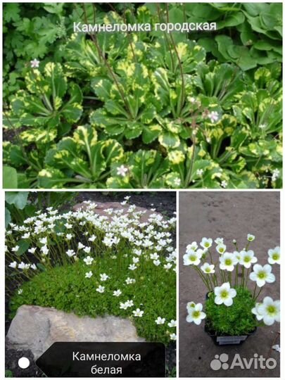 Почвопокровники