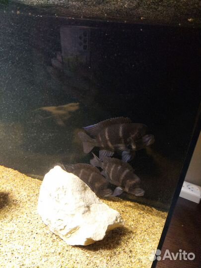 Аквариум панорамный 320 литров