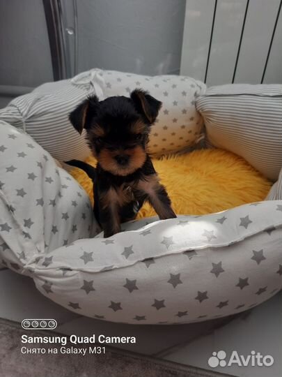 Йоркширский терьер мини