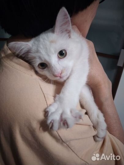 Кошка в дар