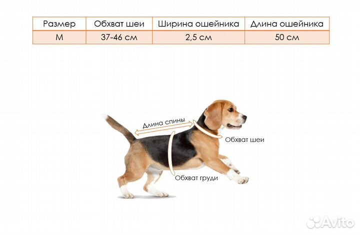Светящийся ошейник