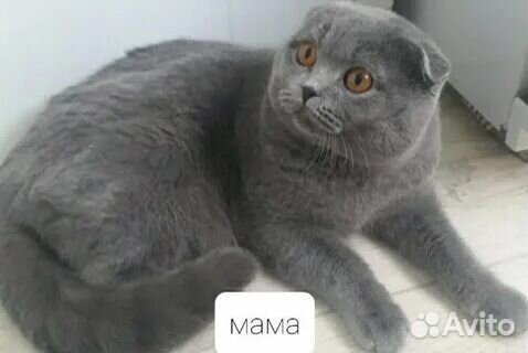 Шотландские котята