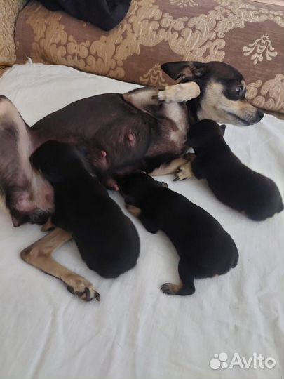 Мини той-терьер щенки