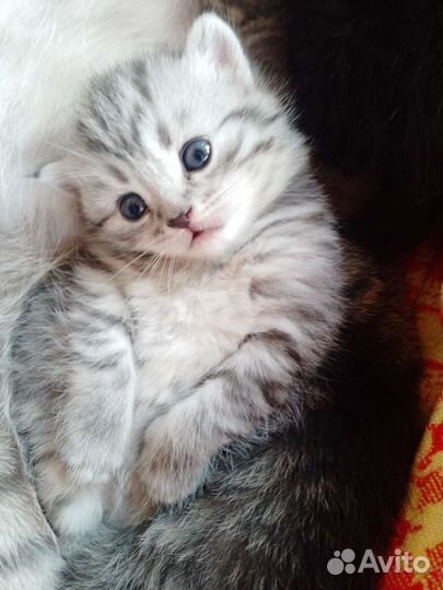 Котята Шотландские вислоухие