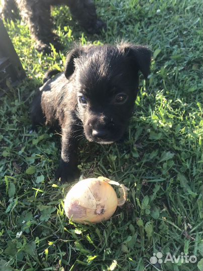 Маленькая собака