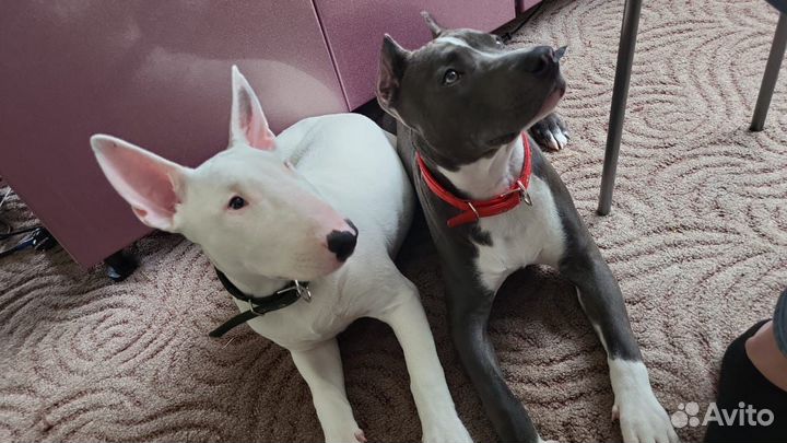 Бультерьер