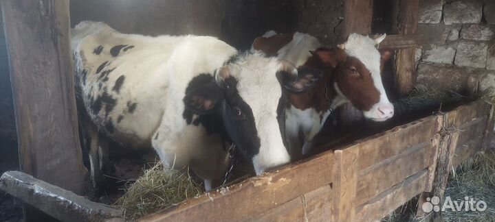 Корова стельная