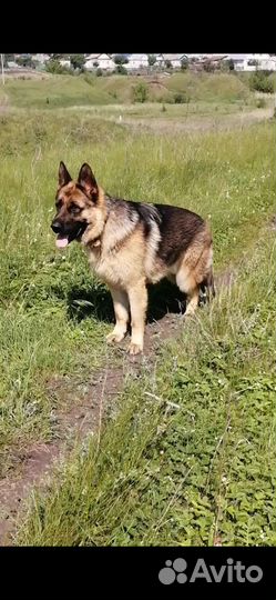 Вязка. Кобель. Немецкая овчарка