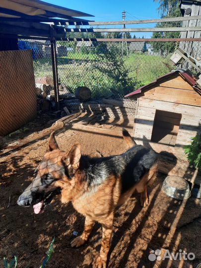 Немецкая овчарка