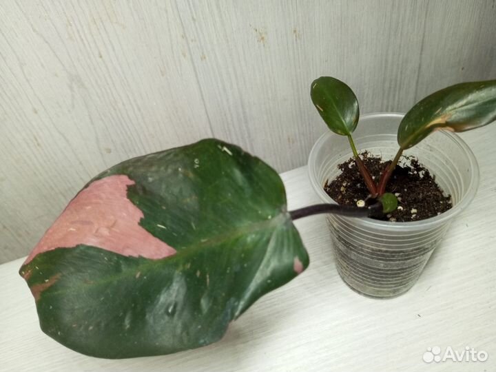 Филодендрон «Розовая принцесса»
