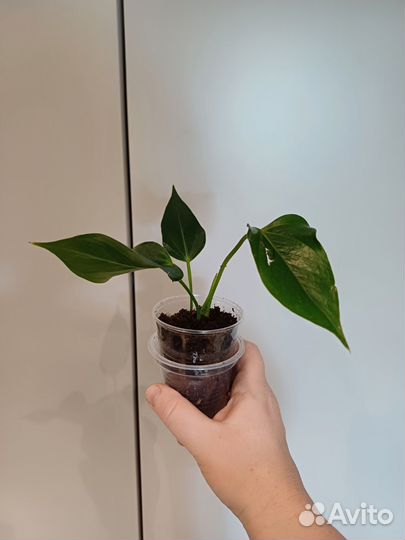 Антуриум лилли ред минисорт