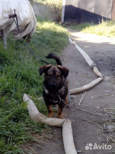 Маленькая собака в добрые руки бесплатно