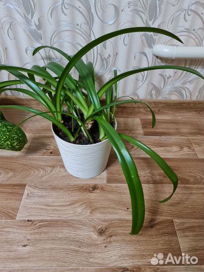 Гиппеаструм красный