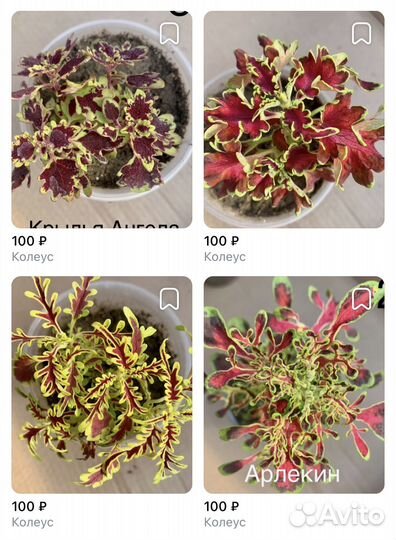Колеусы вегетативные